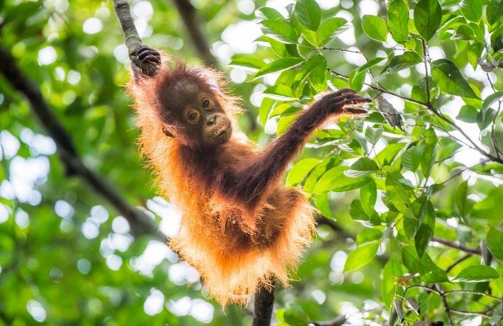 School Trip | School Expedition to Borneo Image of Kota Kinabalu